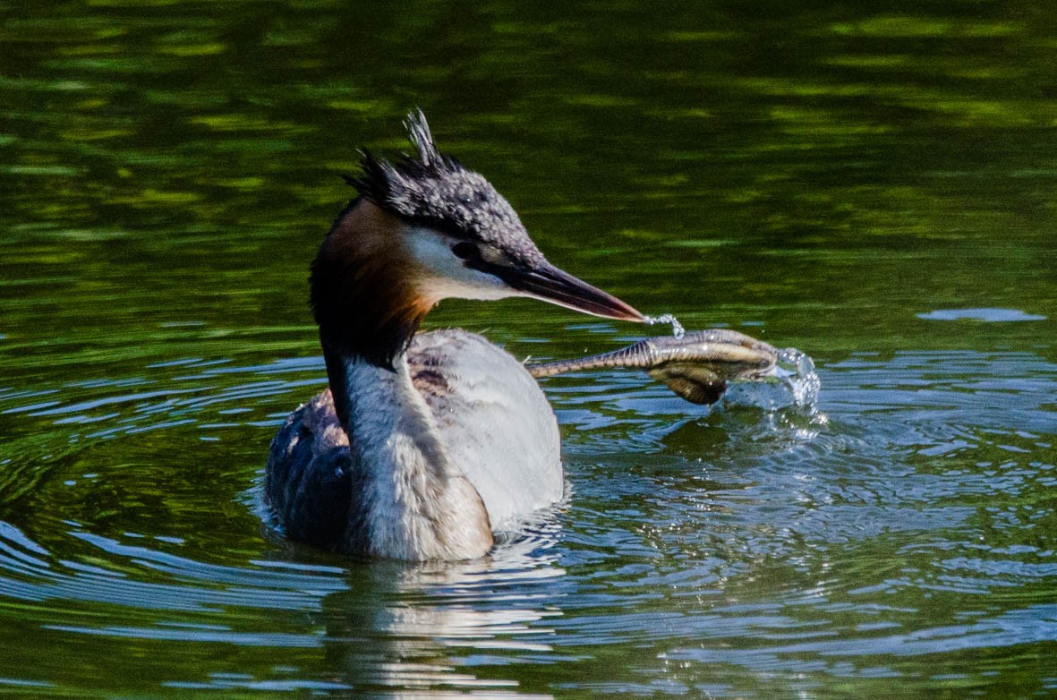 Great Crested Grebe - ML110567721