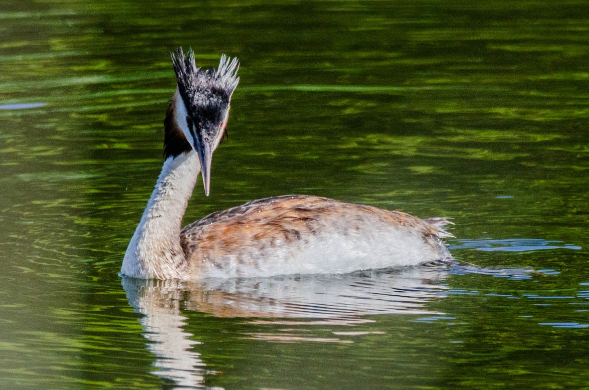 Great Crested Grebe - ML110567731