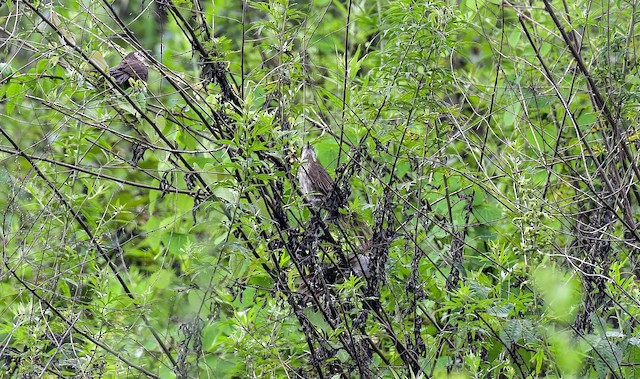 Habitat: group of three in tall vegetation in Kathmandu Valley, Nepal. - Spiny Babbler - 