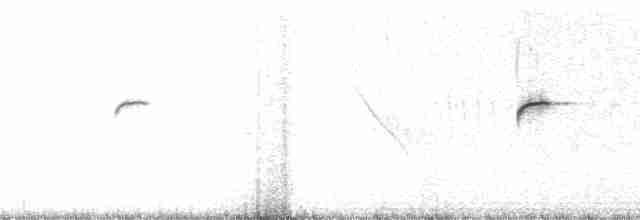 Исполинский колибри - ML11057