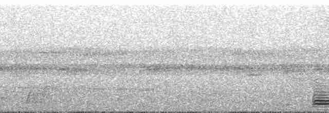 Broad-billed Motmot (Plain-tailed) - ML110571