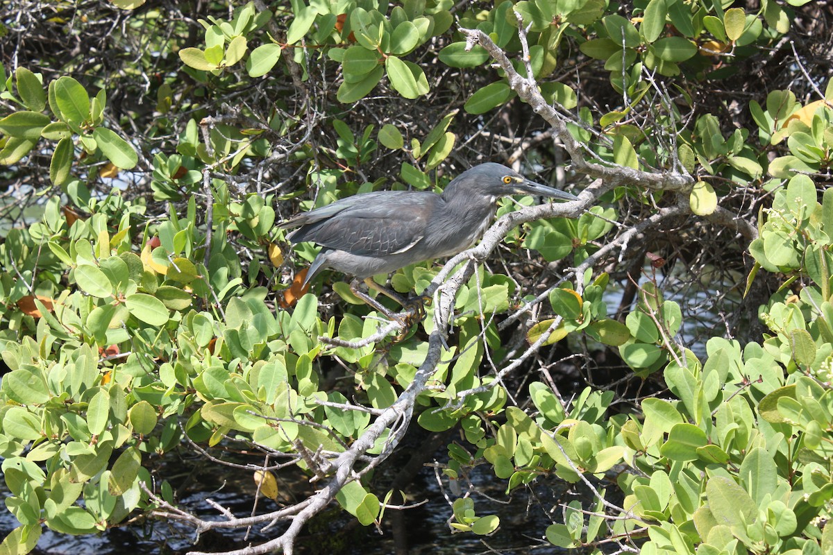 Striated Heron (Galapagos) - Vicente Alvarado