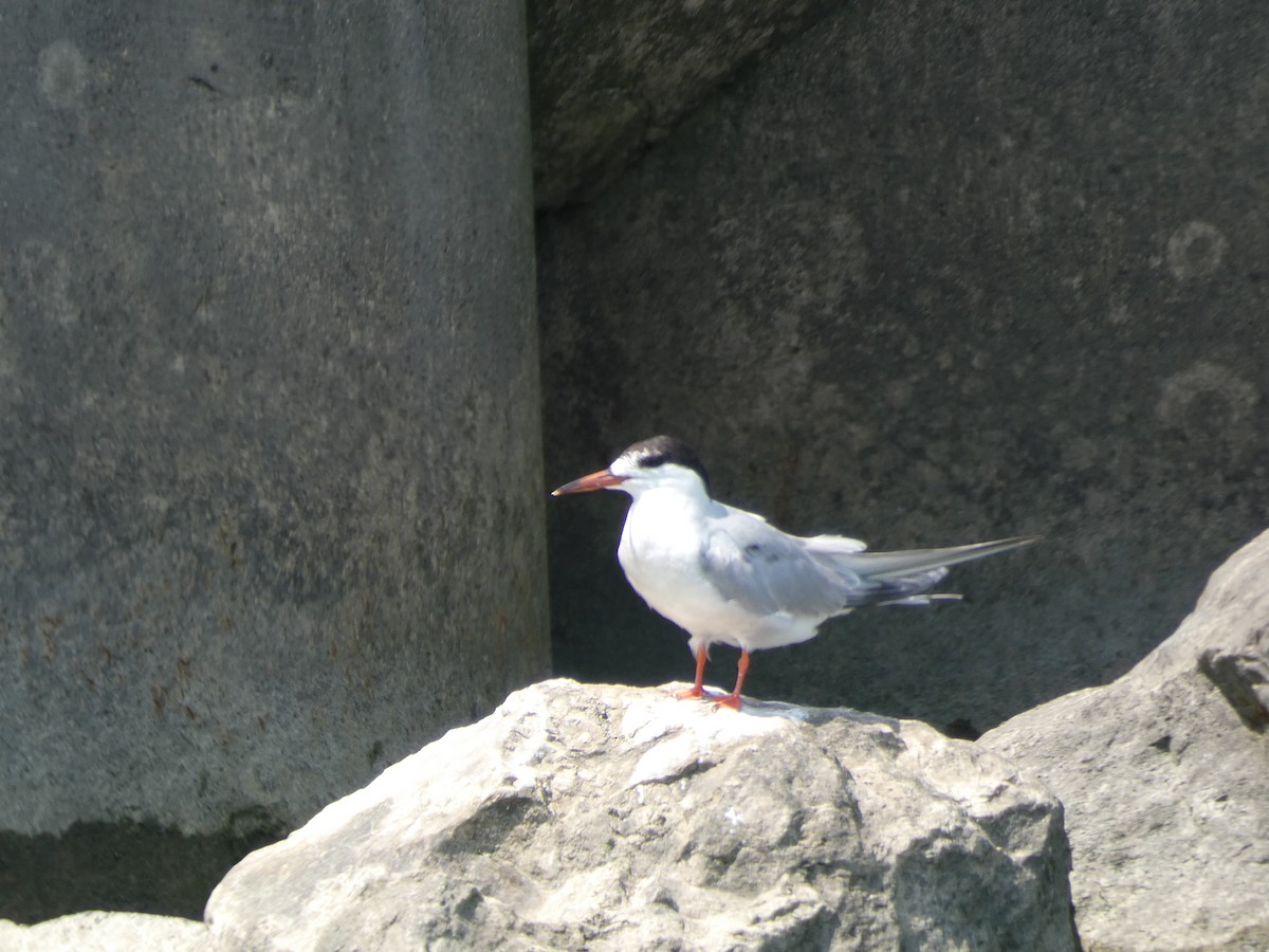 Common Tern - ML110576351