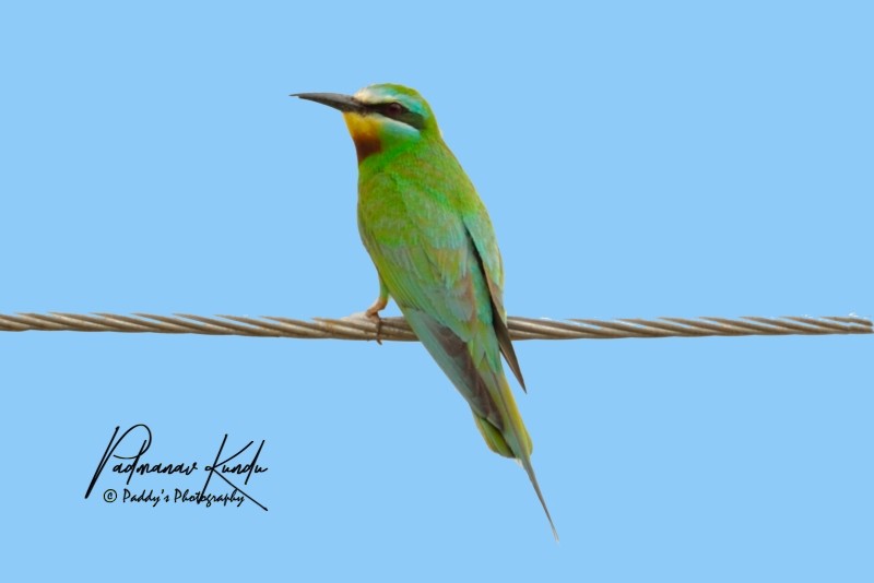 Blue-cheeked Bee-eater - Padmanav Kundu
