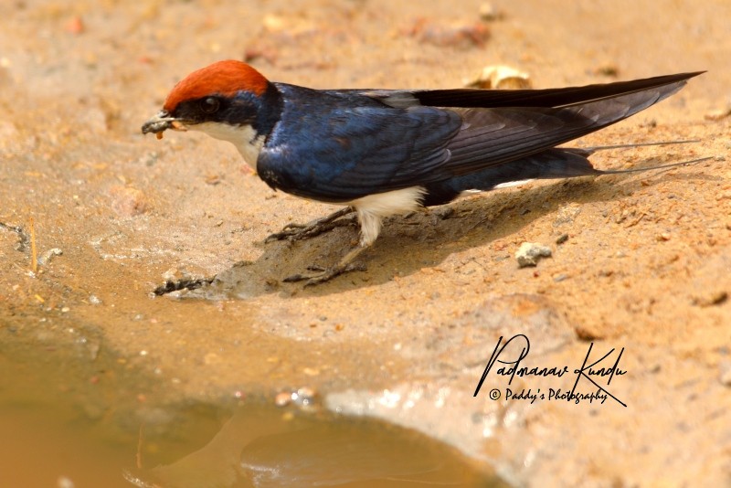 Wire-tailed Swallow - Padmanav Kundu