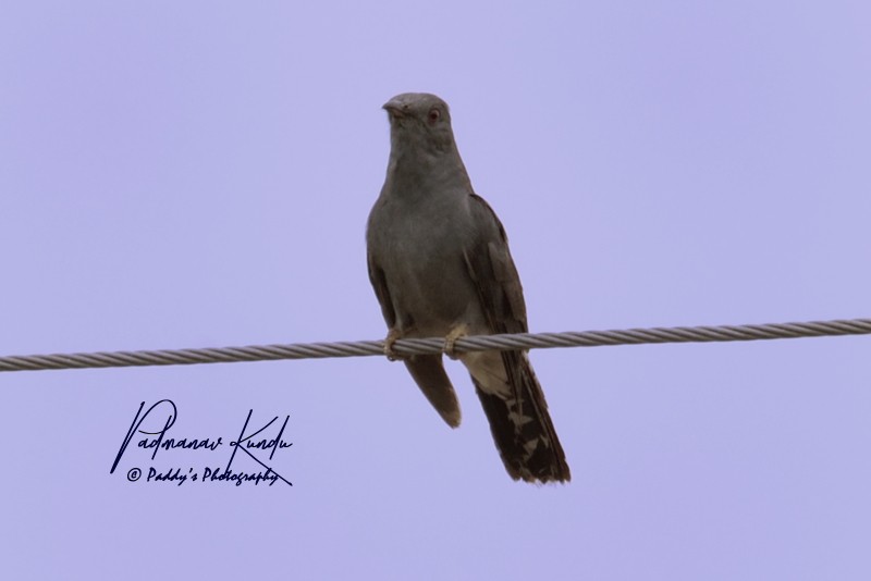 Gray-bellied Cuckoo - Padmanav Kundu