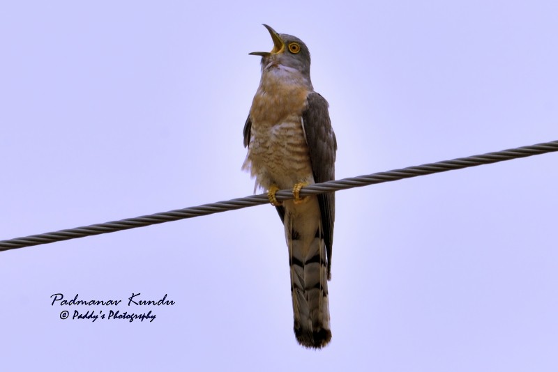 Common Hawk-Cuckoo - Padmanav Kundu