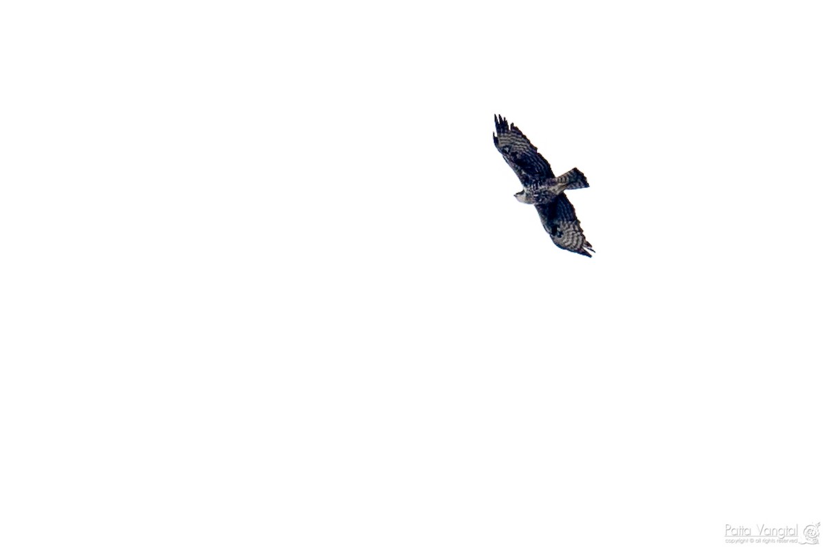 Ayres's Hawk-Eagle - Pattaraporn Vangtal