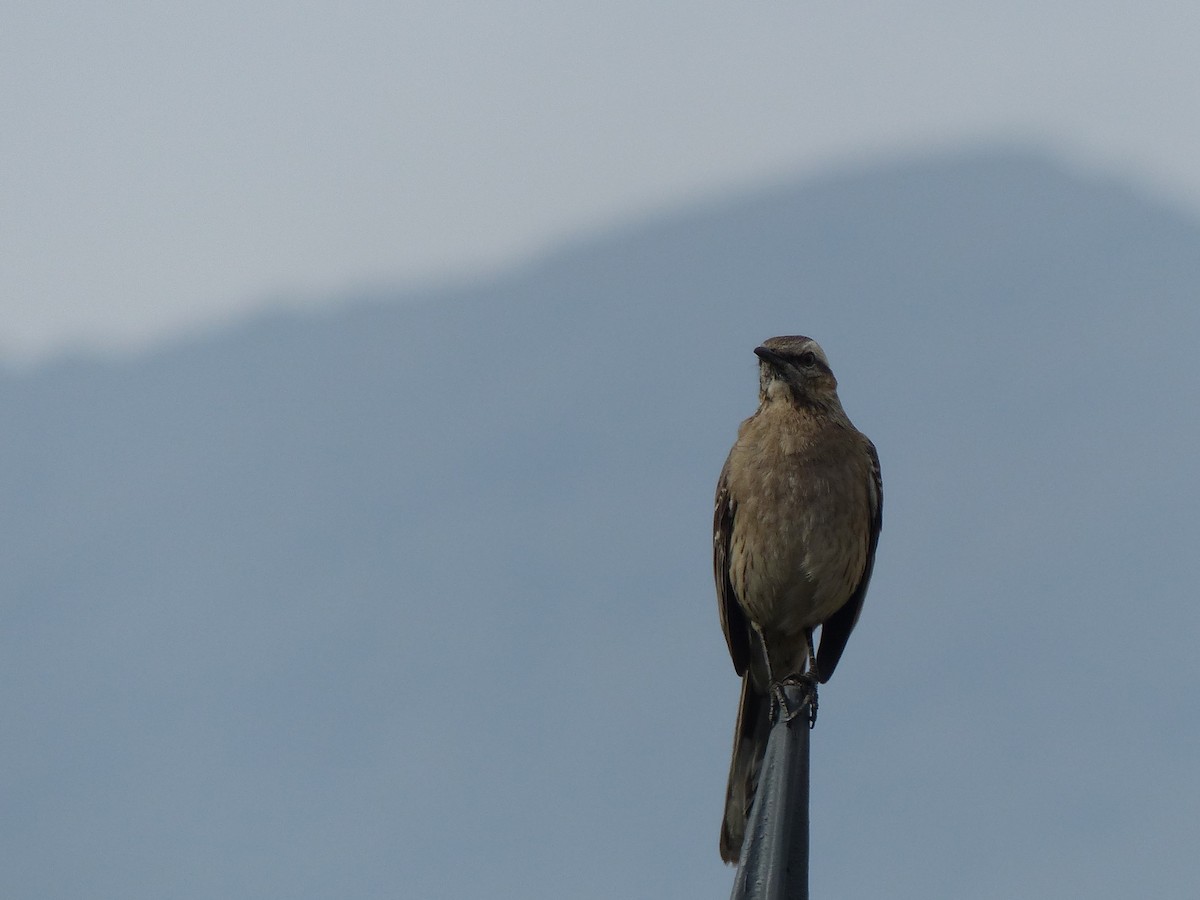 Chilean Mockingbird - joaquin vial