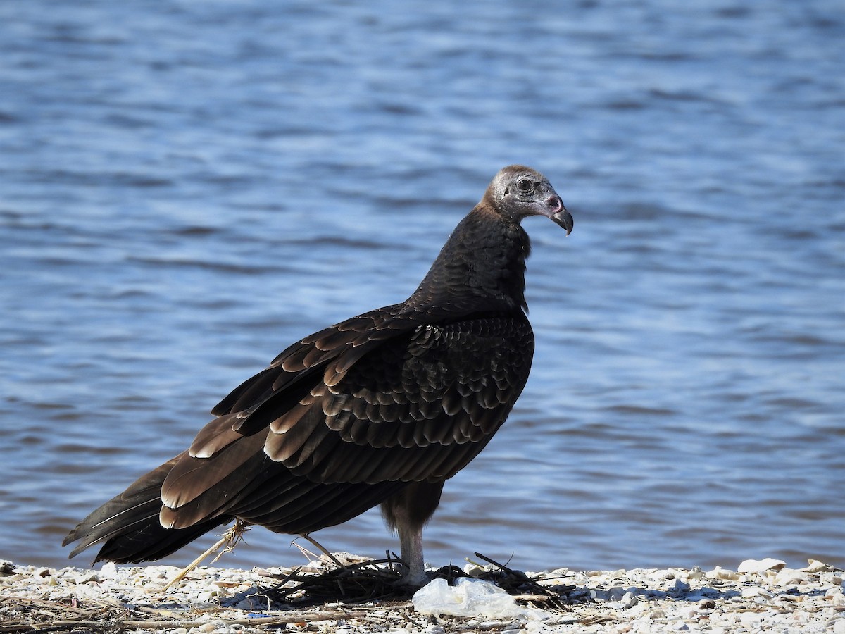 Turkey Vulture - David W Foster
