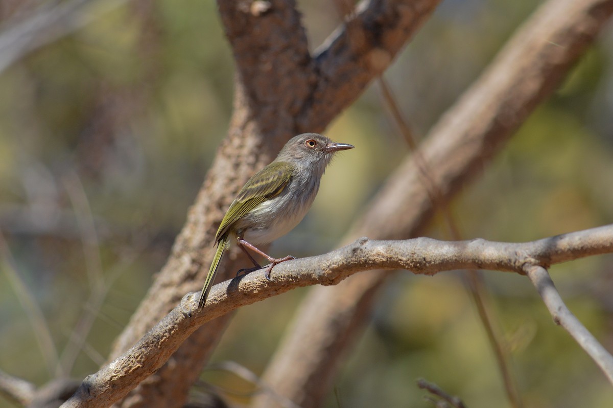 Pearly-vented Tody-Tyrant - ML110594001
