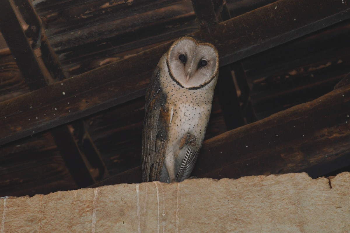 Barn Owl - ML110594681