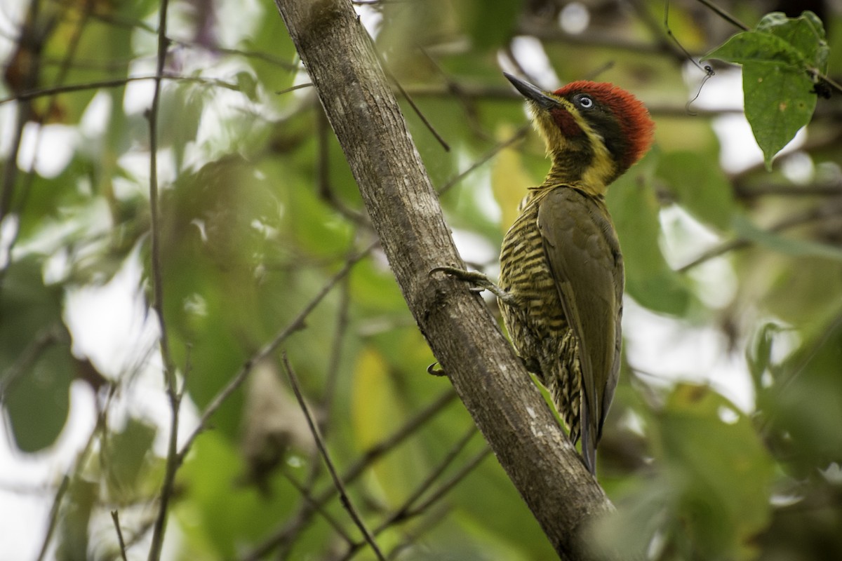 Golden-green Woodpecker - ML110598671