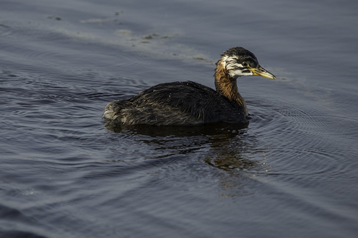 Red-necked Grebe - ML110599611