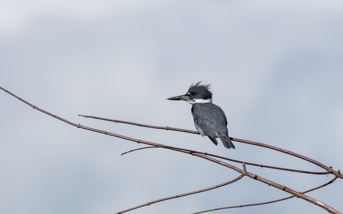 Belted Kingfisher - ML110599971
