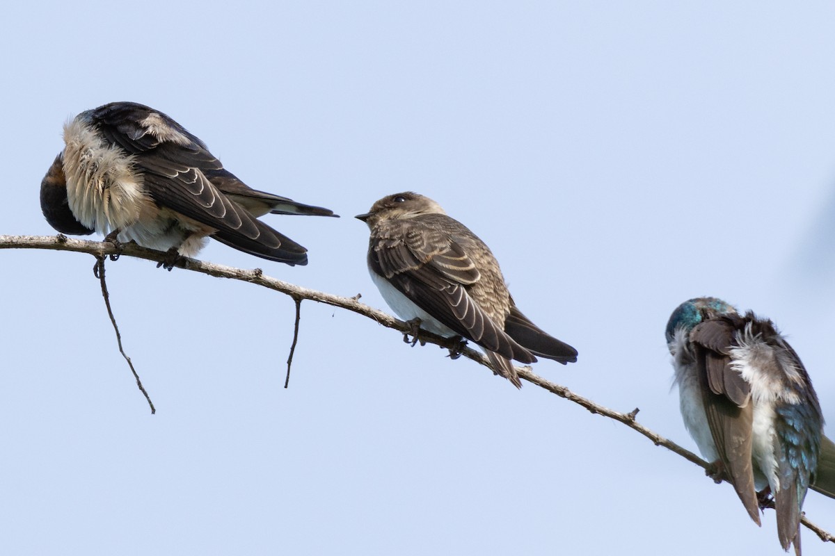 Northern Rough-winged Swallow - ML110600171