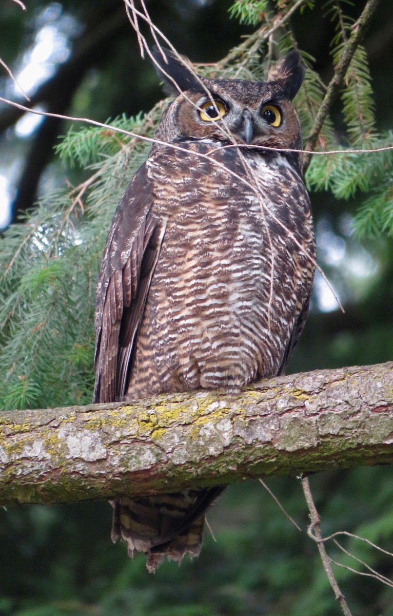 Great Horned Owl - Molly Sultany