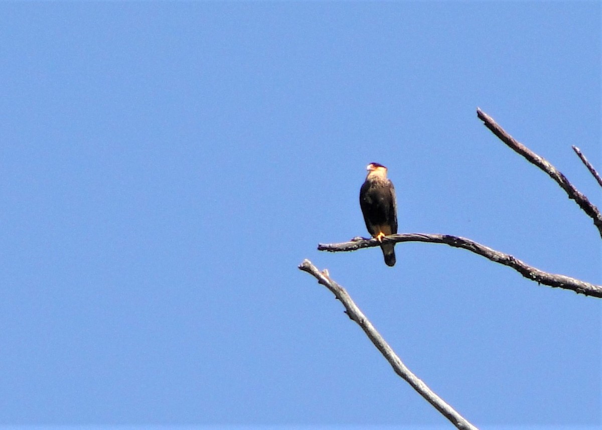 Crested Caracara (Southern) - ML110603231