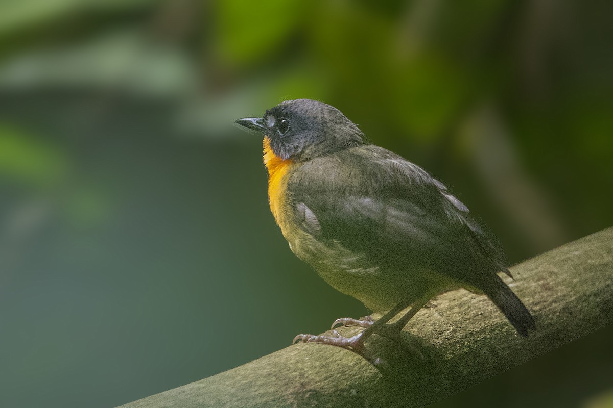 Yellow-breasted Forest Robin - ML110603521