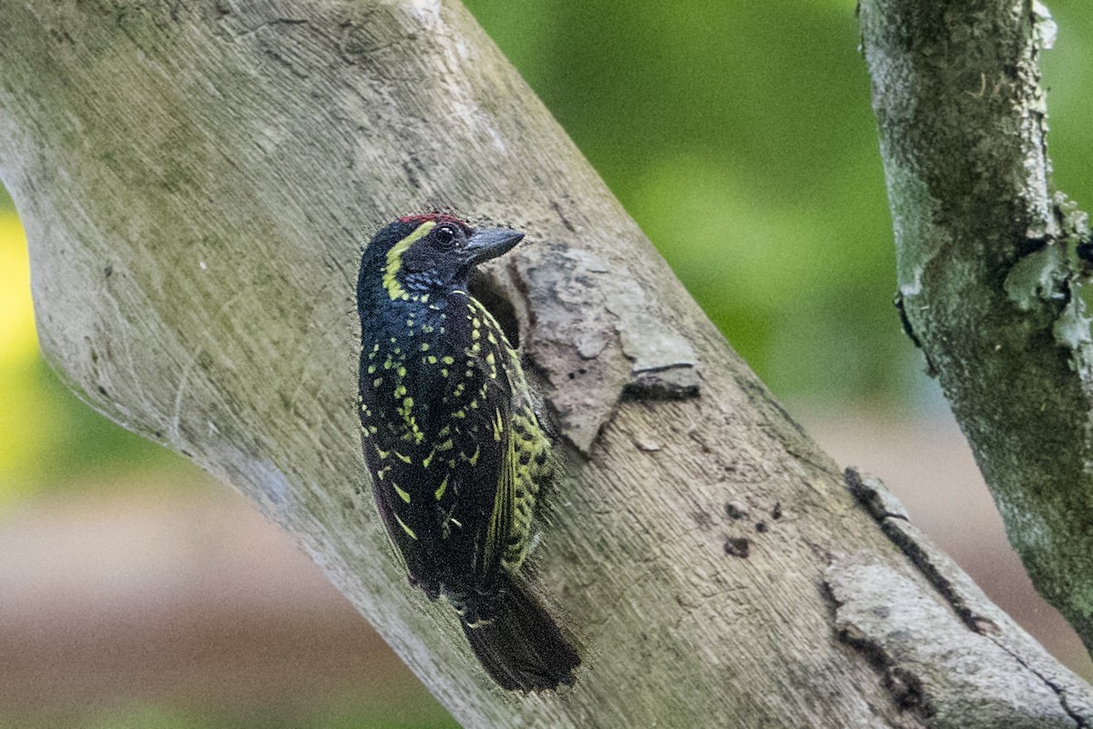 Yellow-spotted Barbet - ML110603571