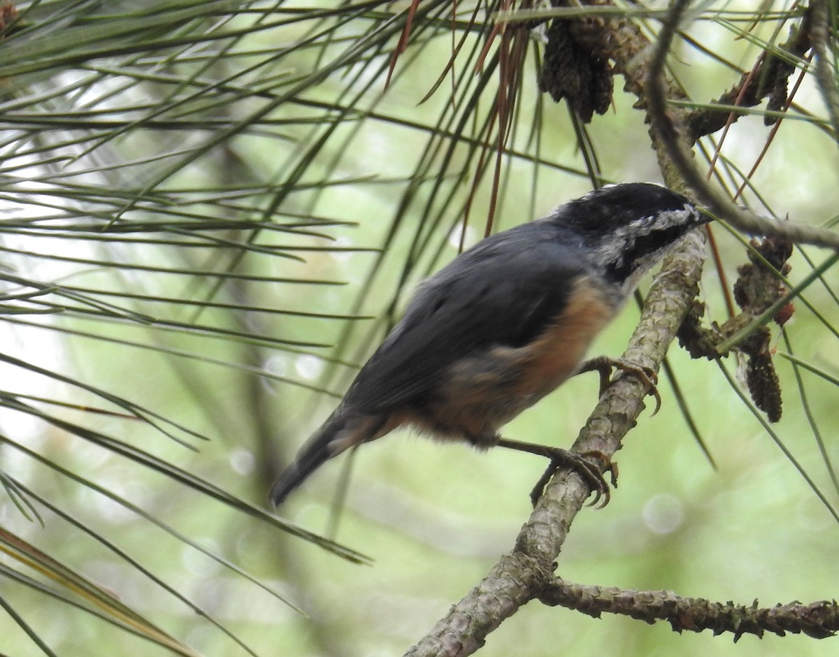 Red-breasted Nuthatch - David Bree