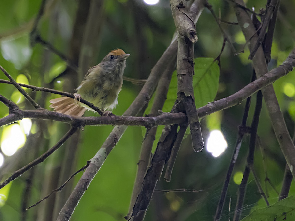 Tawny-crowned Greenlet - ML110610051