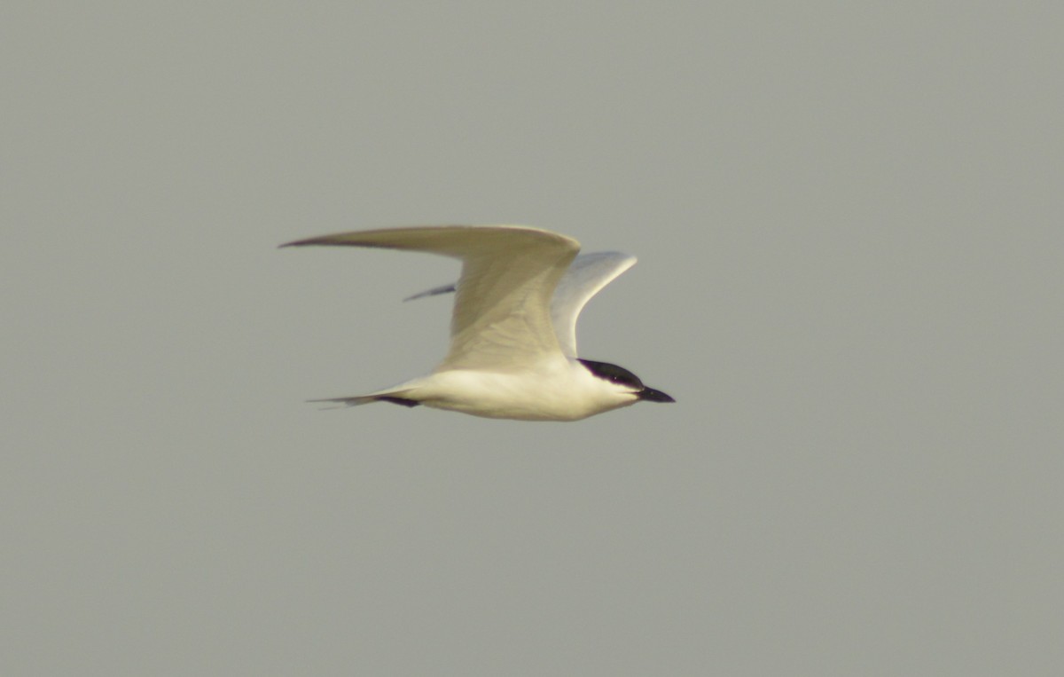 Gull-billed Tern - Keith M Kemp