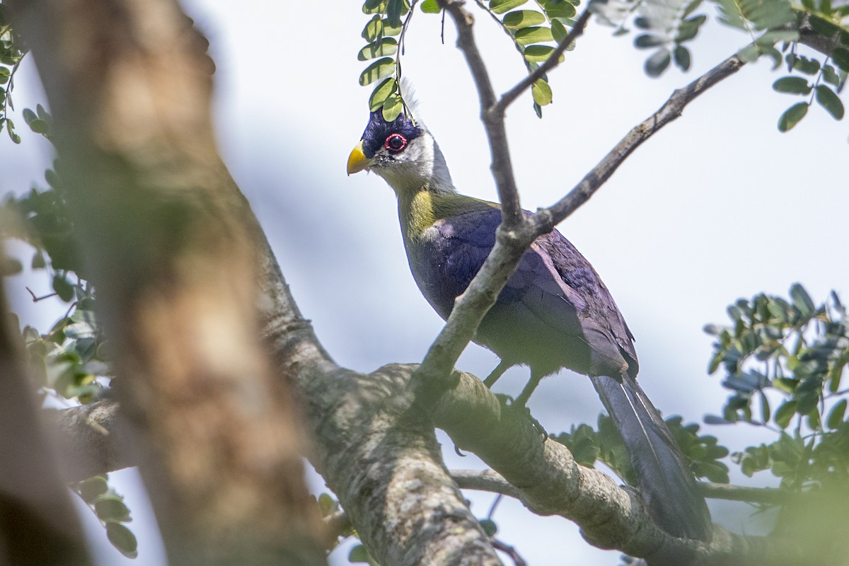 White-crested Turaco - ML110611561