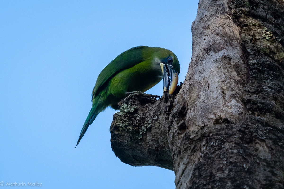 Groove-billed Toucanet - Mathurin Malby