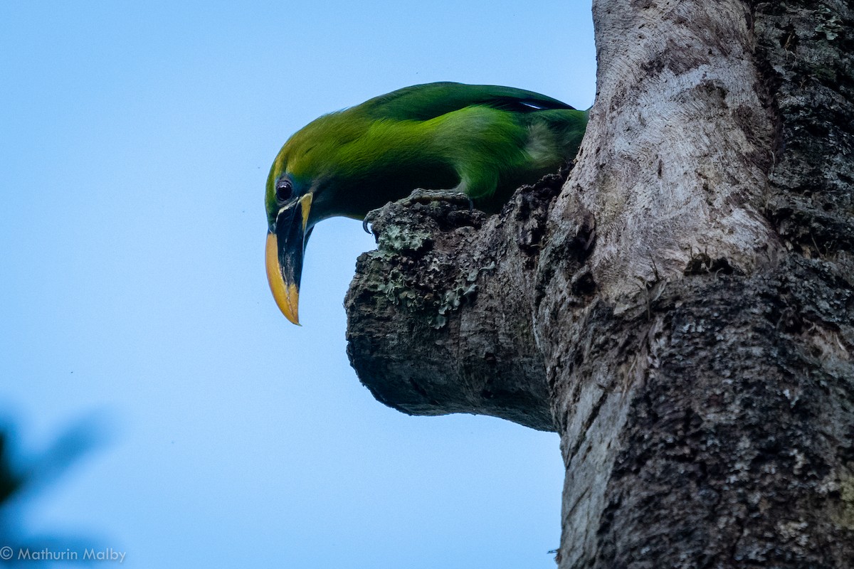 Groove-billed Toucanet - Mathurin Malby