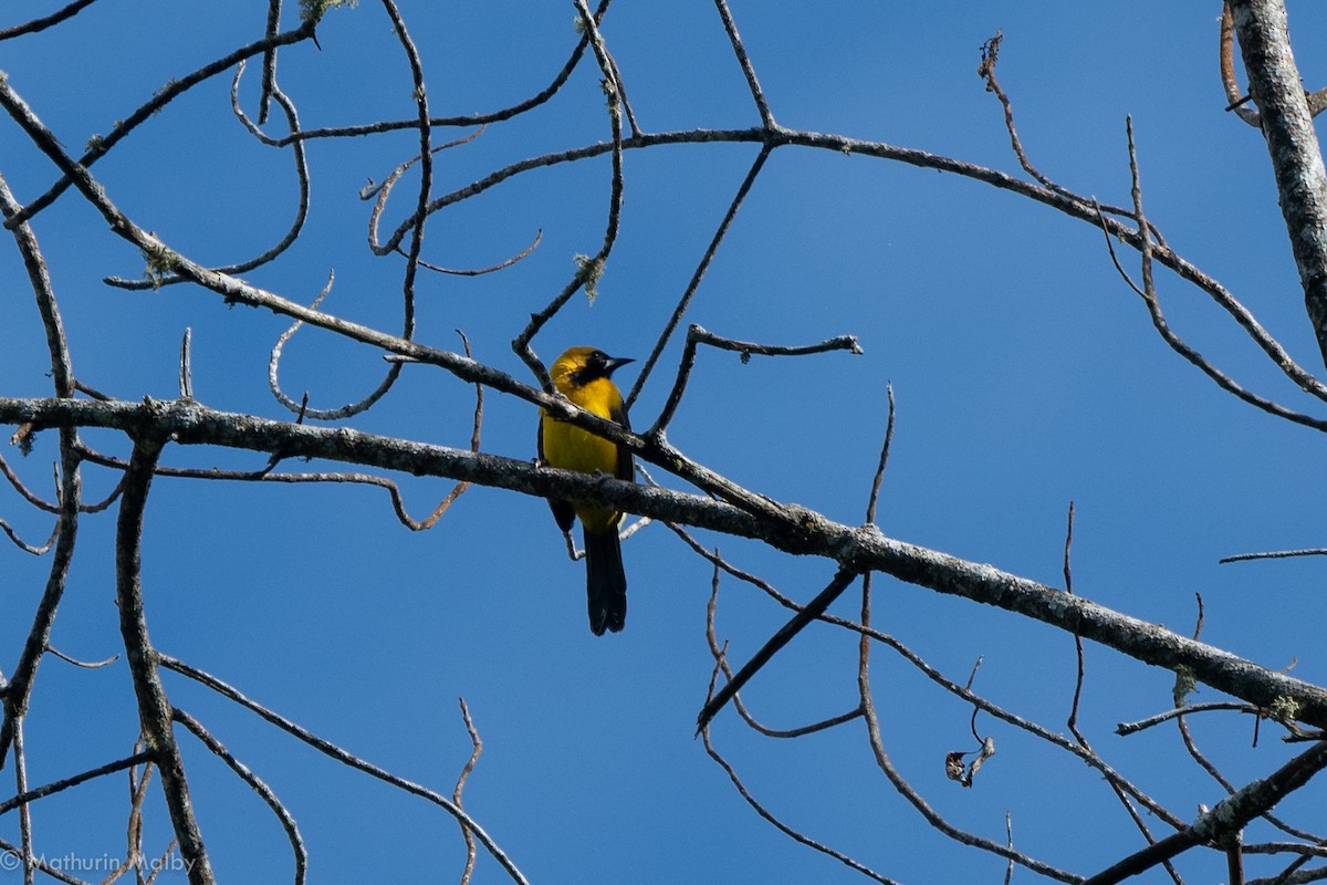 Yellow-backed Oriole - Mathurin Malby