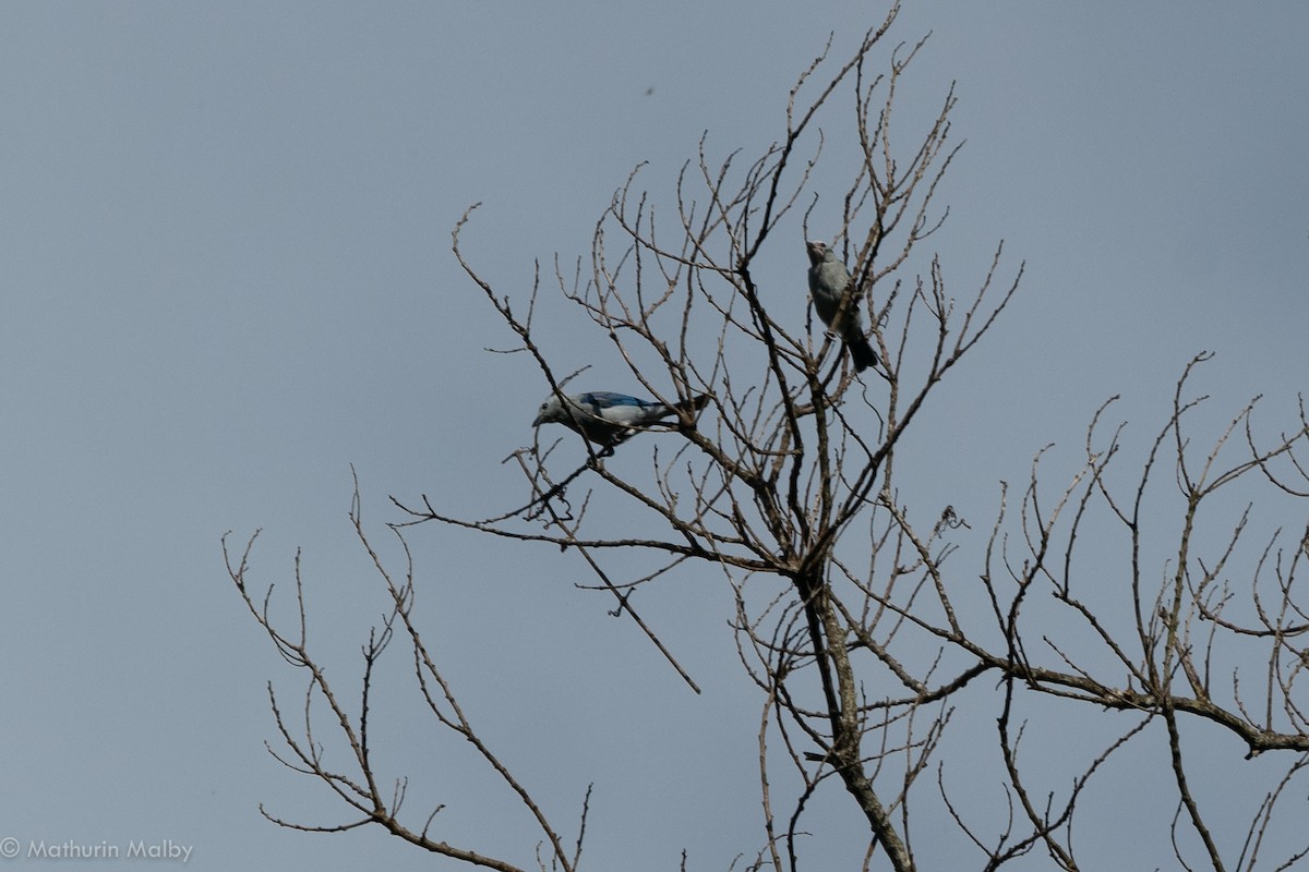 Blue-gray Tanager - ML110615741