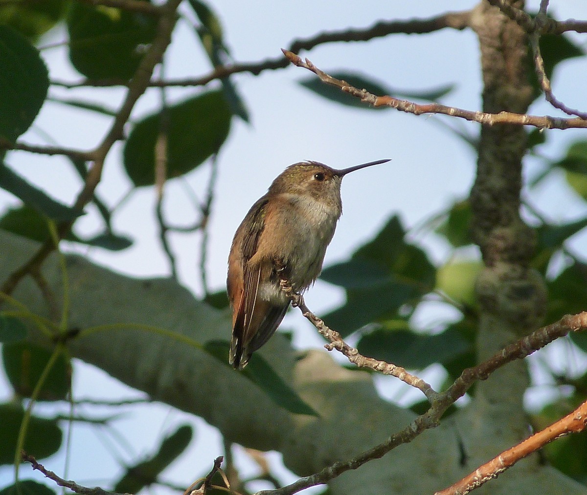 Rufous Hummingbird - ML110619321