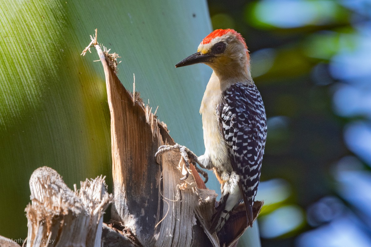 Red-crowned Woodpecker - Mathurin Malby