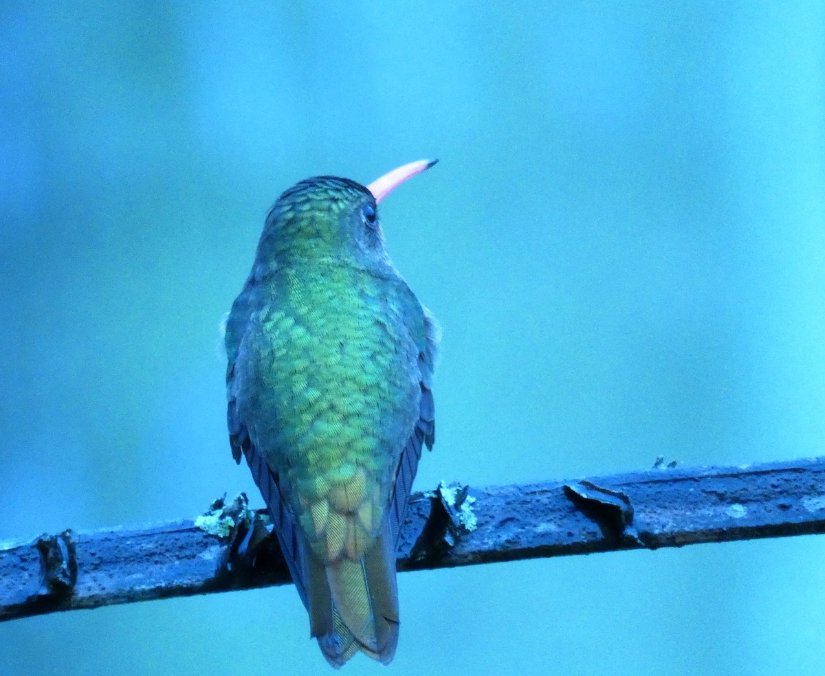 Gilded Hummingbird - ML110621741