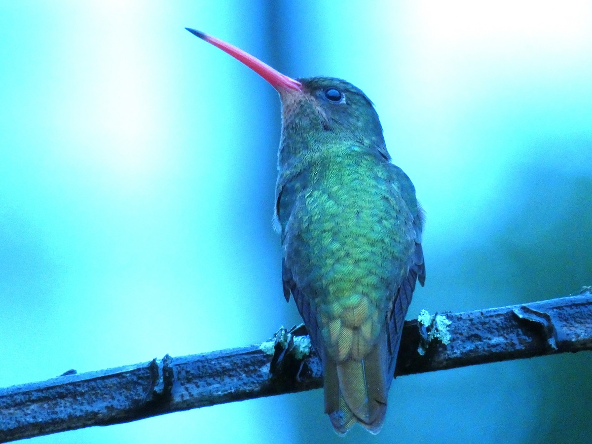 Gilded Hummingbird - Paulo Krieser