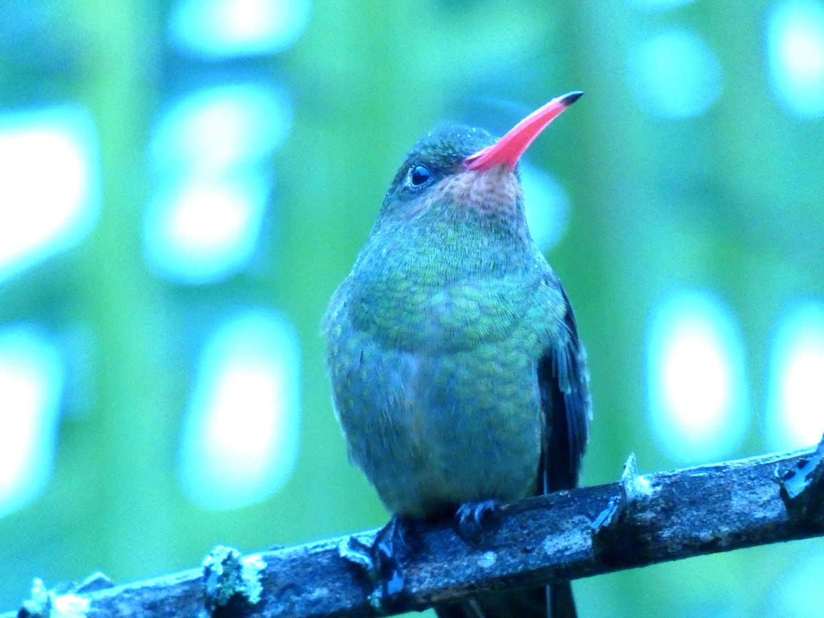 Gilded Hummingbird - Paulo Krieser
