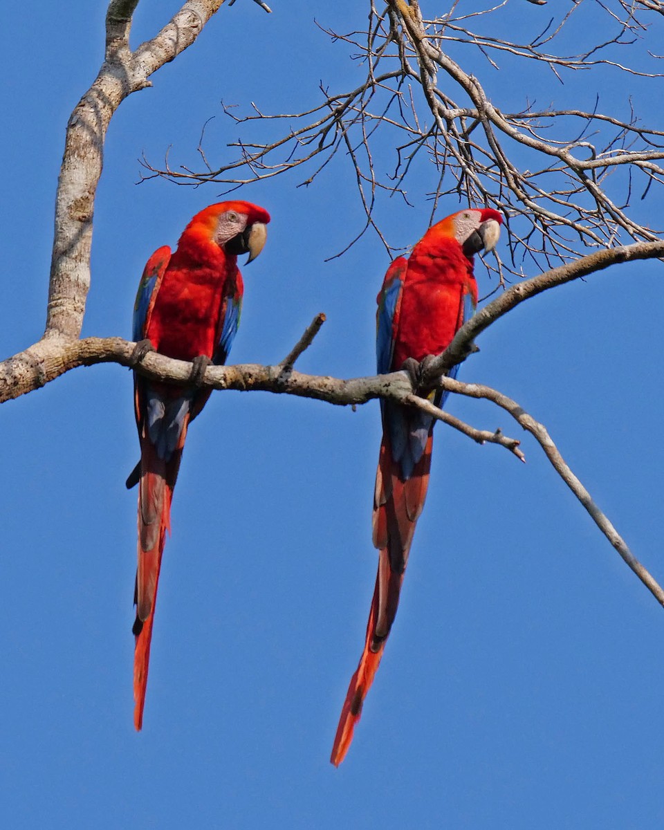Scarlet Macaw - Tini & Jacob Wijpkema