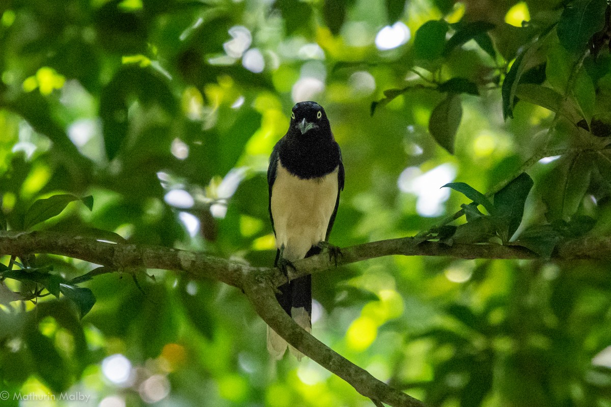 Black-chested Jay - Mathurin Malby