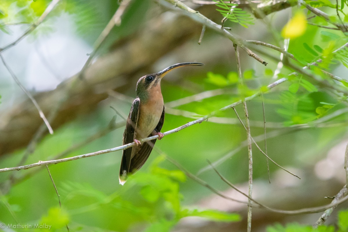 Rufous-breasted Hermit - Mathurin Malby