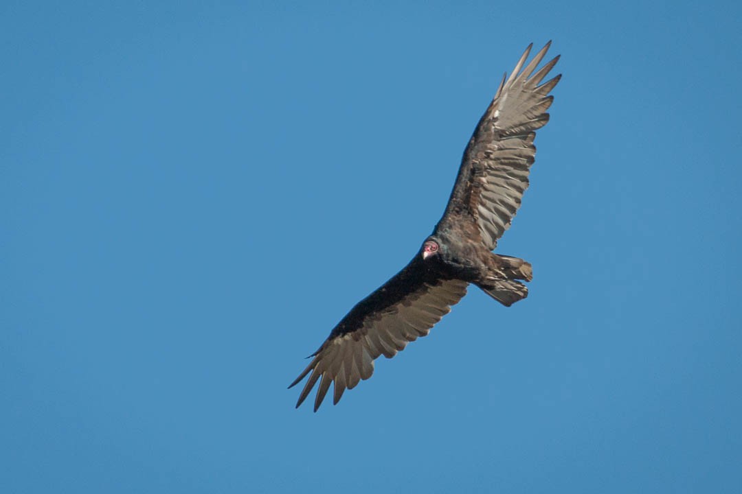Turkey Vulture - Tanner Martin