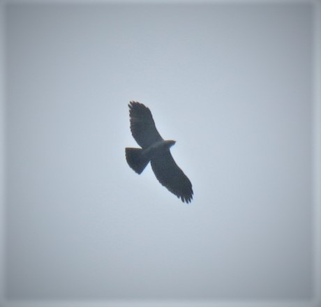 Black-and-white Hawk-Eagle - David Muth