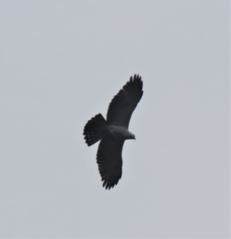 Black-and-white Hawk-Eagle - David Muth