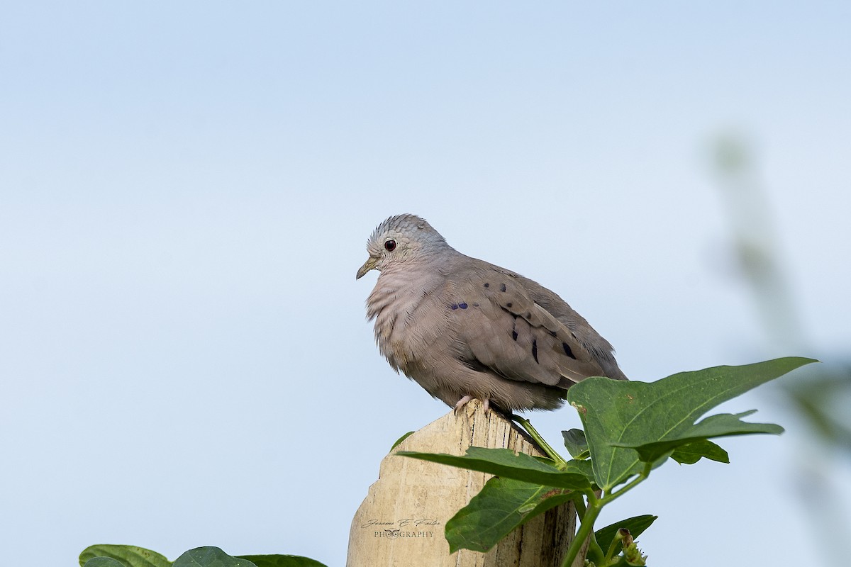 Plain-breasted Ground Dove - Jerome Foster