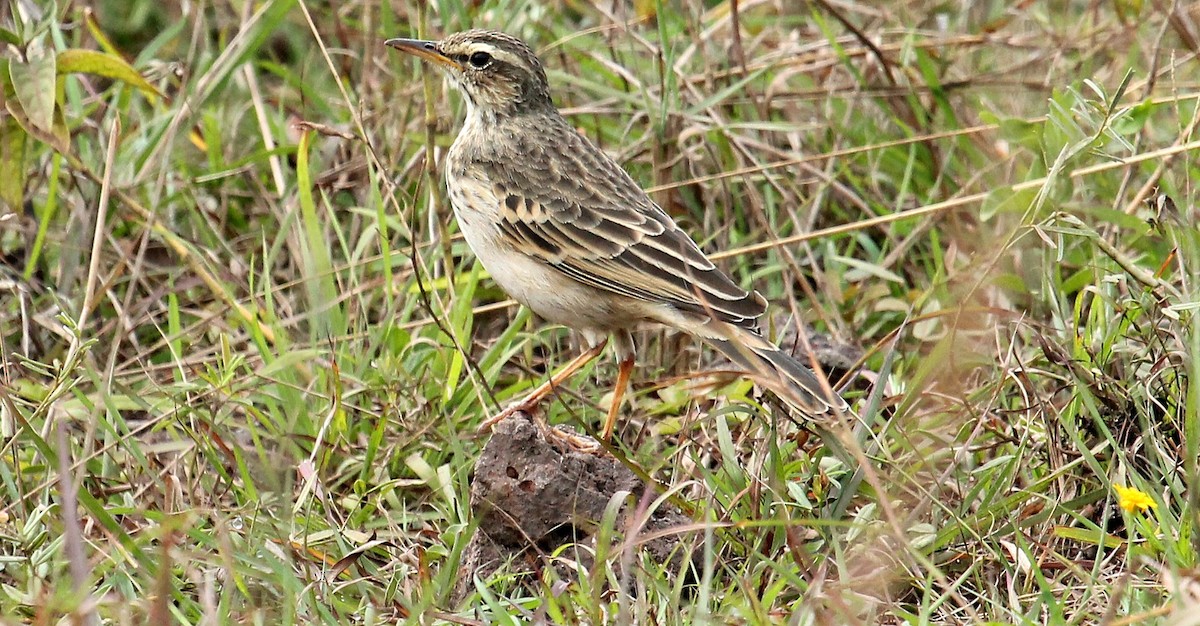 African Pipit - ML110632801