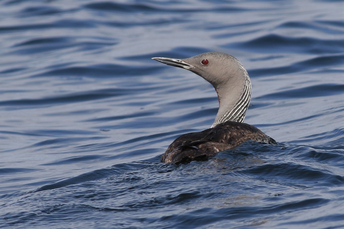 Red-throated Loon - ML110637331