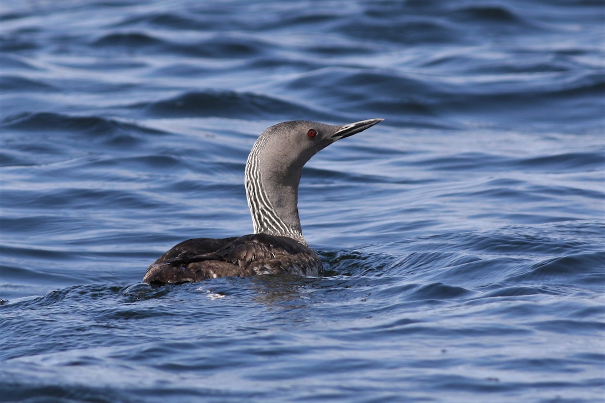 Red-throated Loon - ML110637341