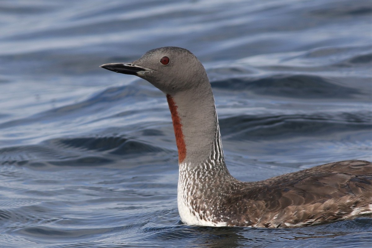 Red-throated Loon - ML110637351