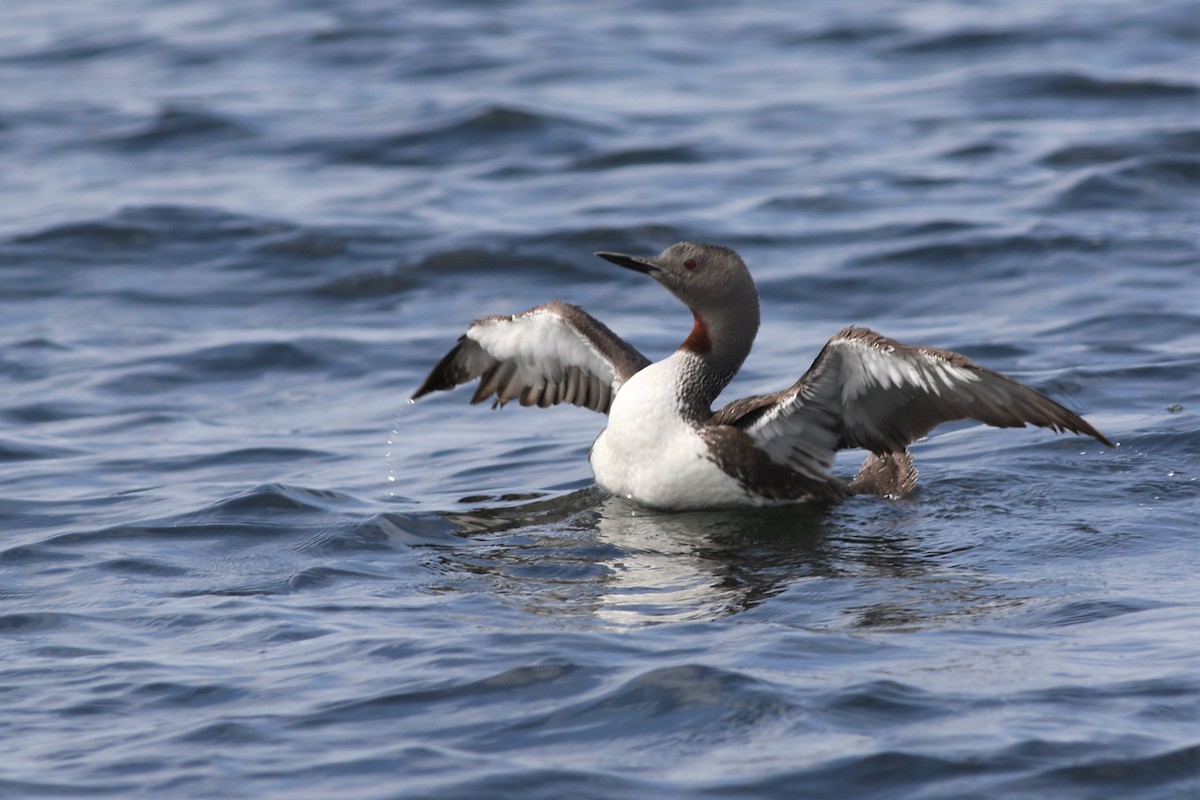 Red-throated Loon - Margaret Viens