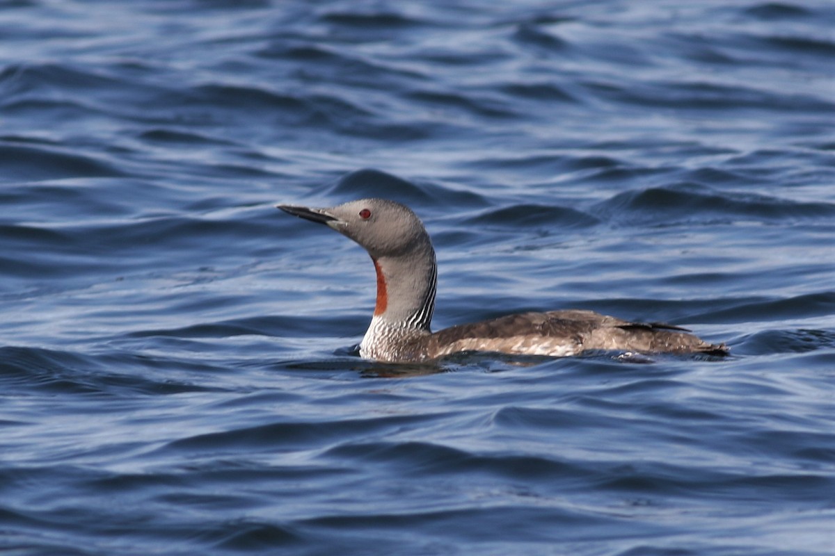 Red-throated Loon - Margaret Viens